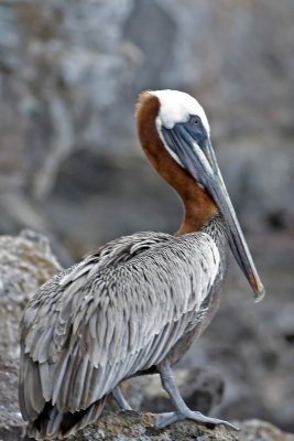 Galapagos Brown Pelicans