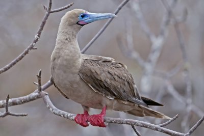 Red-footed Booby