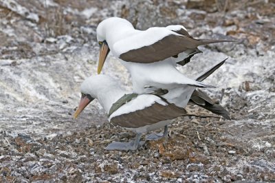 Nazca Booby