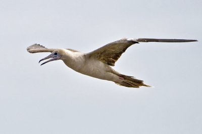 Red-footed Booby