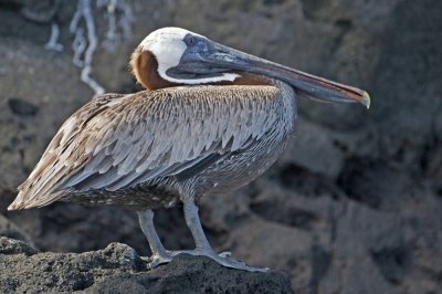 Galapagos Brown Pelicans