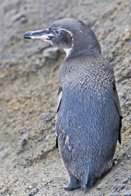 Galapagos Penguin