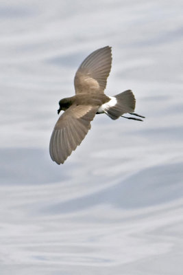 Eliots Storm Petrel