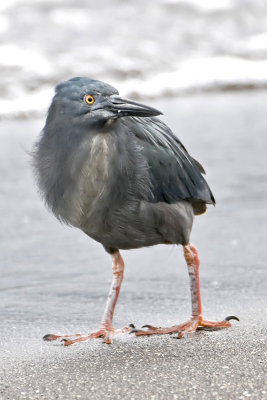 Lava Heron