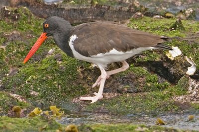 American Oystercatcher