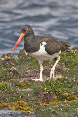 American Oystercatcher