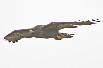 Galapagos Hawk