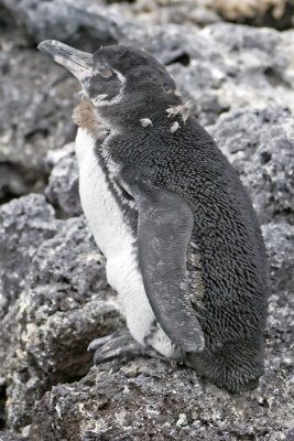 Galapagos Penguin