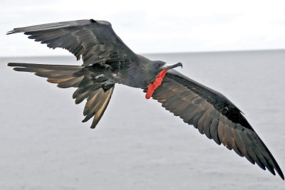 Frigate Bird