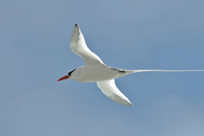 Red-billed Tropicbird