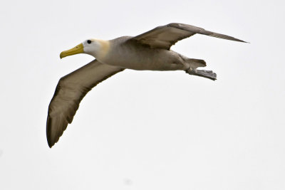 Waved Albatross