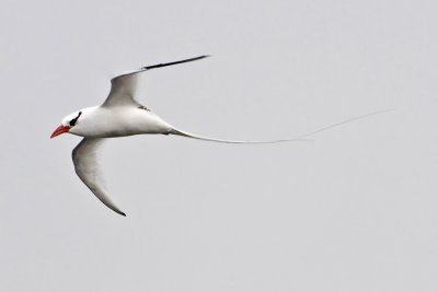 Red-billed Tropicbird