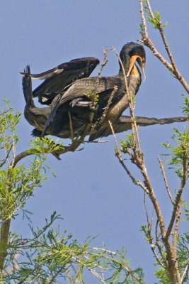 Cormorants feeding