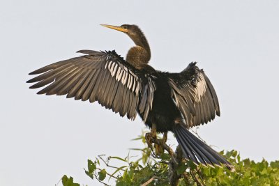 Anhinga