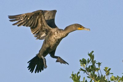 Double-crested Cormorant