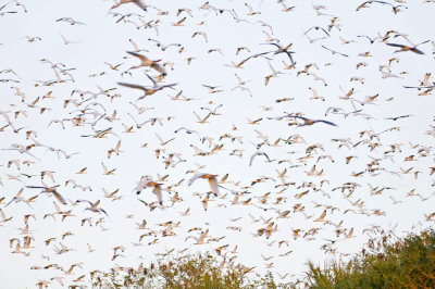 White Ibis liftoff Alafia Banks