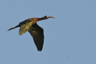 Glossy Ibis