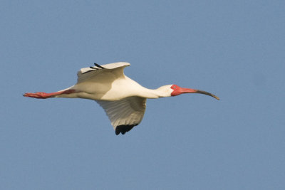 White Ibis