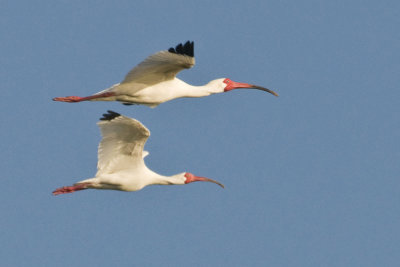 White Ibis