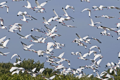 White Ibis liftoff Alafia Banks