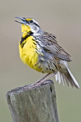 Meadowlark Lake Cypress