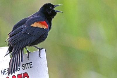 Redwinged Blackbird Edward Menard Park