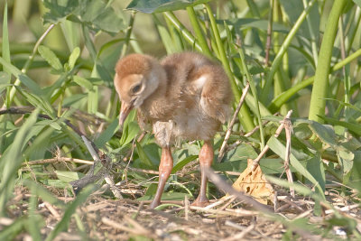 Crane Chick Lake Toho