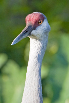 Sandhill Crane Lake Toho