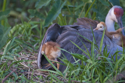 Sandhill Crane w/Chicks Lake Toho