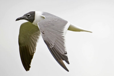 Gallery: Gulls