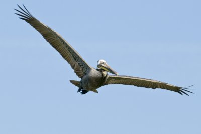 Brown Pelican in flight_2_Alafia Banks