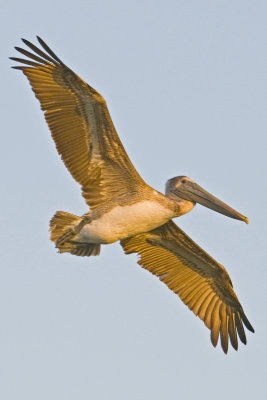 Brown Pelican in flight_1_Alafia Banks