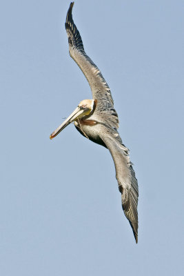 Brown Pelican in flight_4_Alafia Banks