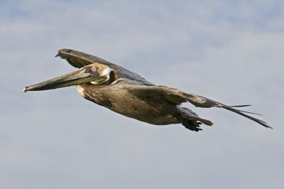 Brown Pelican in flight_5_Alafia Banks