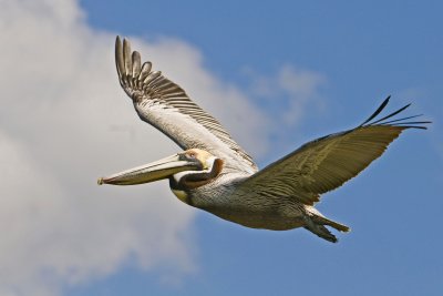 Brown Pelican in flight_Alafia Banks