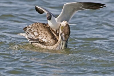 Brown Pelican with hungry Gull_Alafia Banks