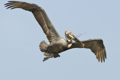 Brown Pelican with nesting material_1_Alafia.jpg