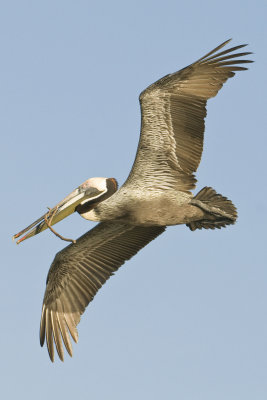 Brown Pelican with nesting material_Alafia