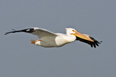 White Pelican_1_Lake Toho