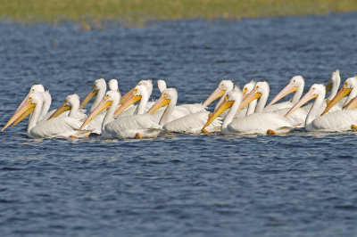 White Pelican_Lake Toho