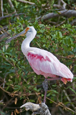 Spoonbill_Alafia Banks