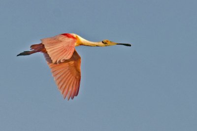 Spoonbill_Alafia Banks