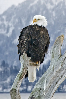 gallery: Eagles