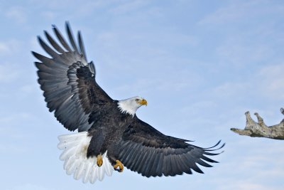 Bald Eagle