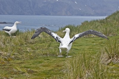 Wandering Albatros cleared for takeoff