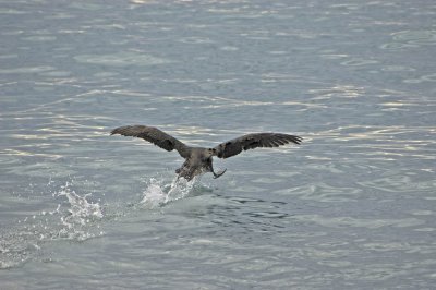 Giant Petrel at Takeoff