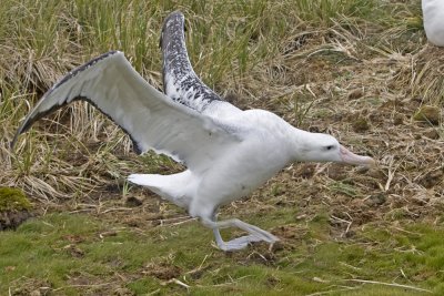 Wandering Albatros