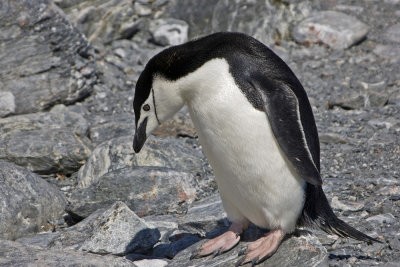 Chinstrap