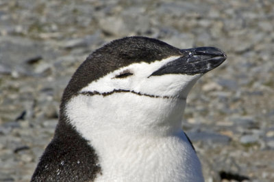 Chinstrap