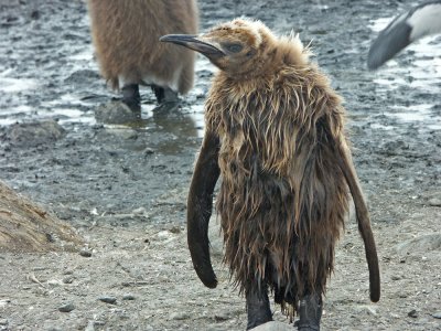 King Penguin